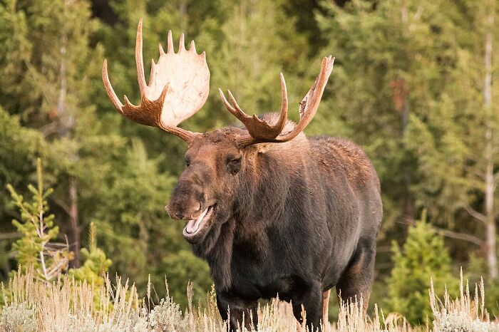 A large bull moose with impressive antlers smiles, showing its teeth in a forest setting. A cool unique animal.
