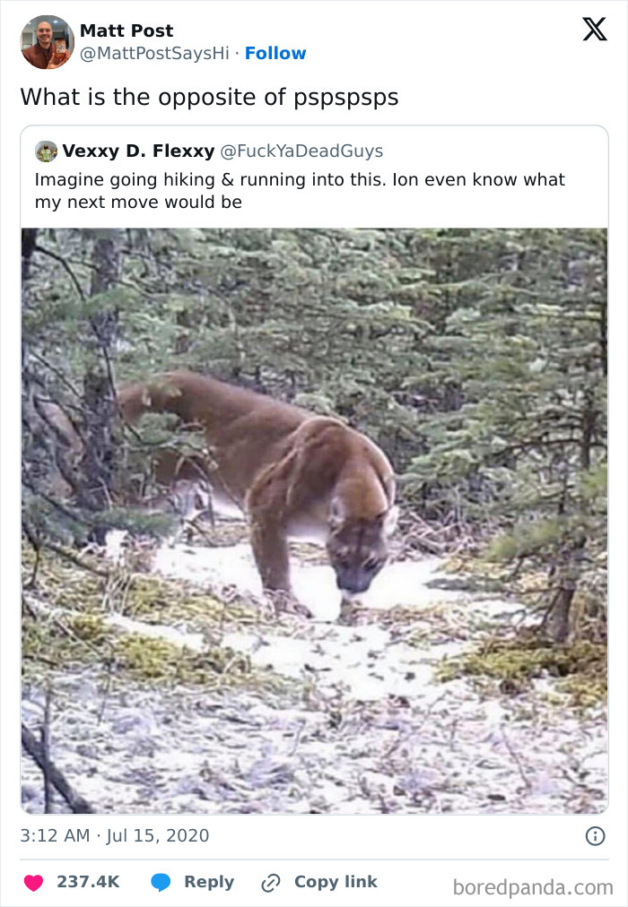 Mountain lion in forest during hiking animal memes