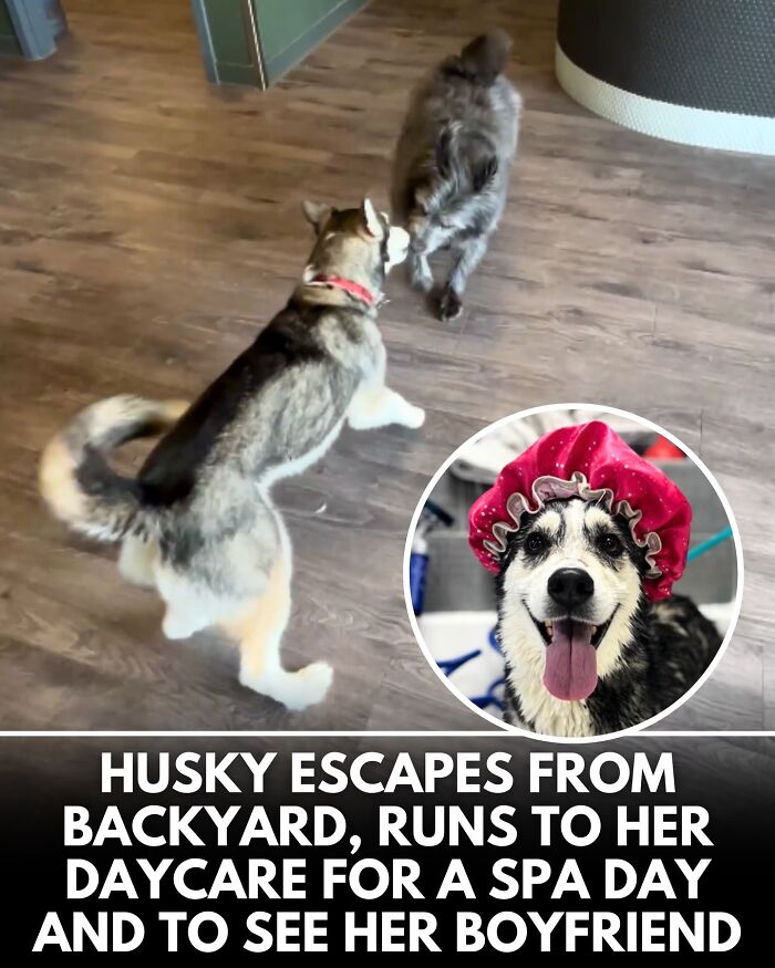 From Rescue Miracles To Emotional Reunions: 32 New Dog Stories Shared By 'We Rate Dogs'