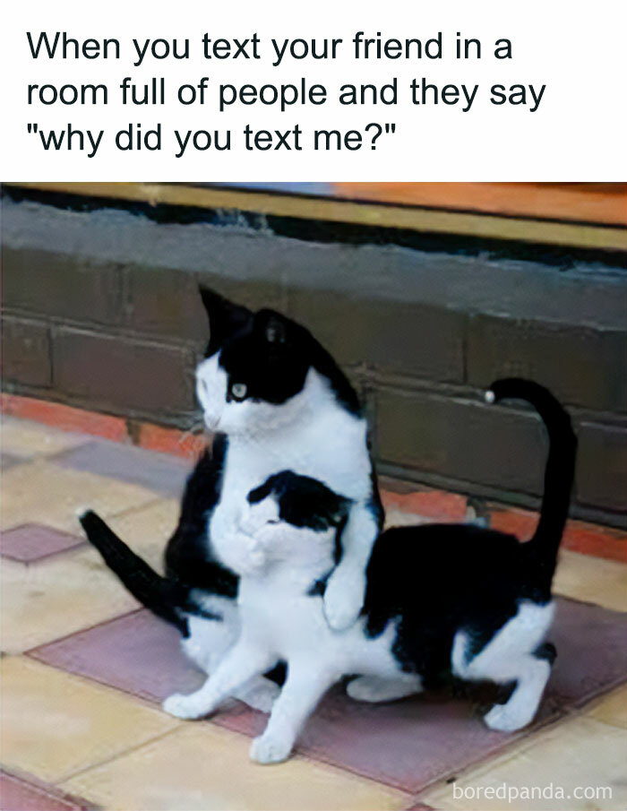 Black and white cat hugging kitten with funny relatable animal meme