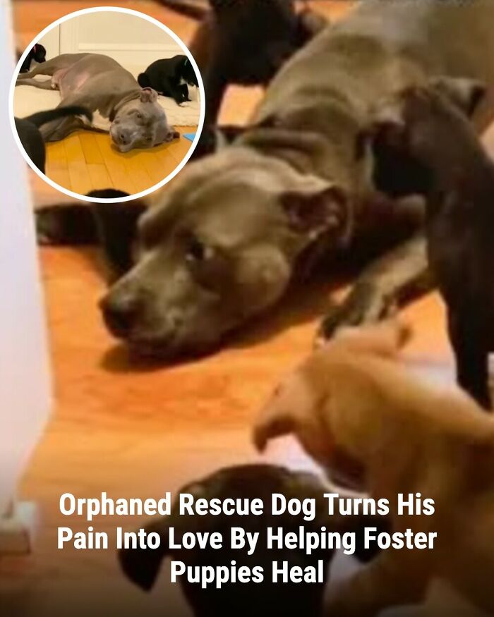 These Rescue Animal Stories From This Facebook Page Are Breaking Hearts And Restoring Faith In Humanity (31 Stories)