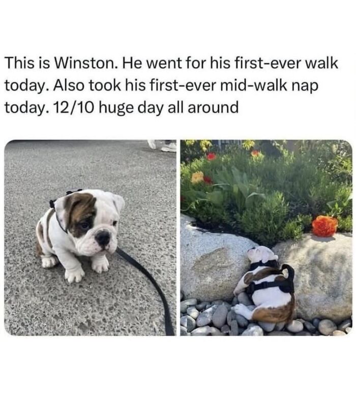 A wholesome meme of Winston, a cute bulldog puppy, on his first walk and then sleeping. Serotonin boost.