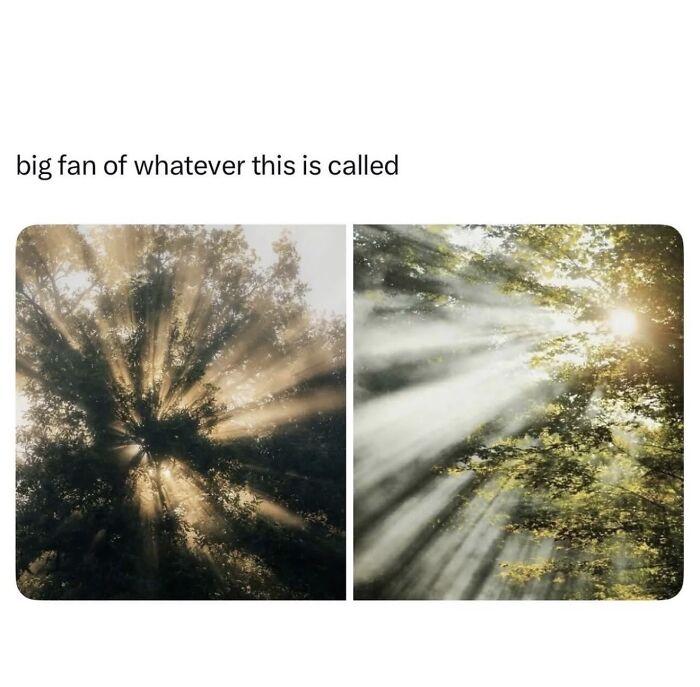 Two images of sunrays beaming through trees. This wholesome meme brings a quick serotonin boost.