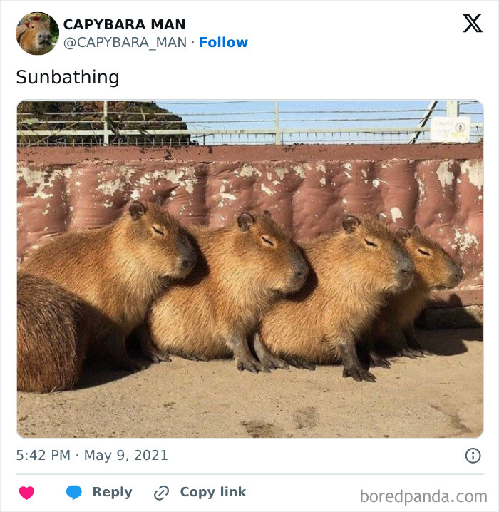 Four capybaras sunbathing peacefully against a wall in warm sunlight