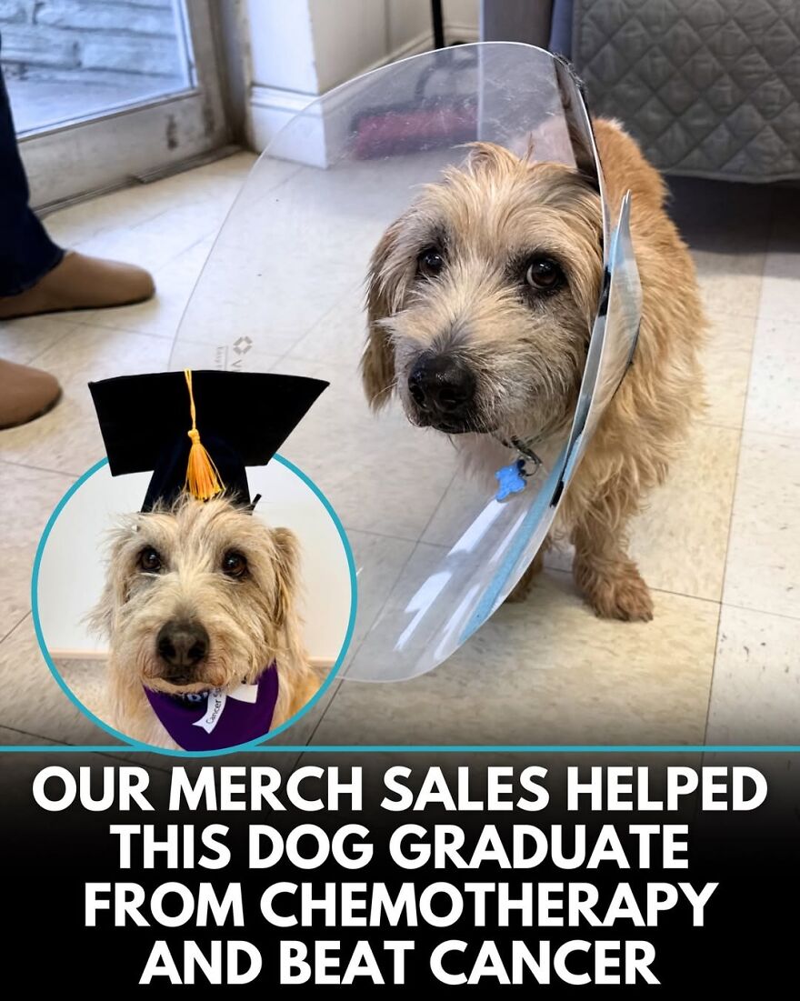 30 Heartwarming Dog Stories That Prove Kindness Still Exists In The World