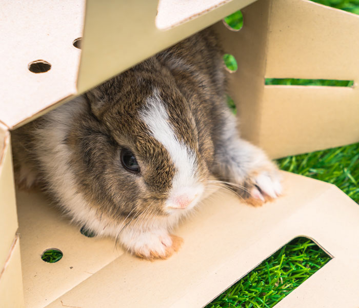 A cute brown and white bunny peers from inside a cardboard box on green grass. One of the weirdest packages.