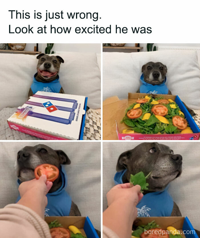Funny dog excited about pizza box but disappointed by salad inside animal memes