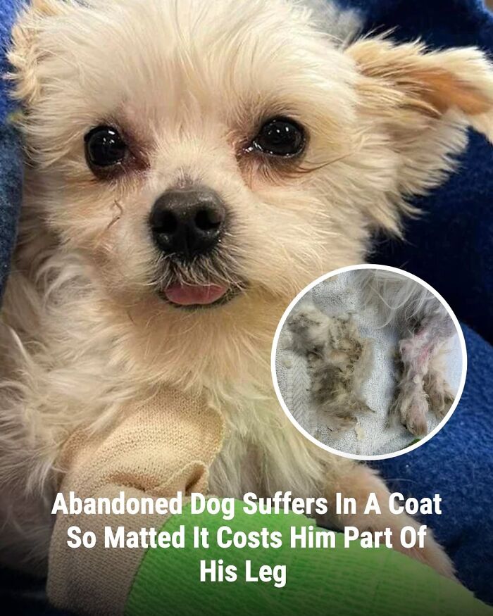 These Rescue Animal Stories From This Facebook Page Are Breaking Hearts And Restoring Faith In Humanity (31 Stories)