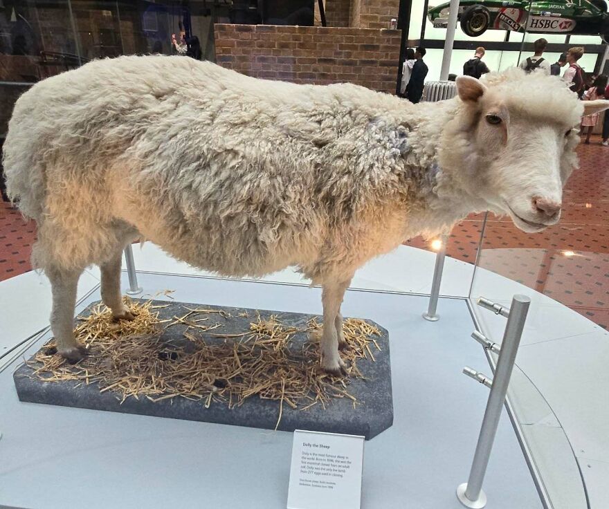 A display of Dolly the sheep, the first cloned mammal, kept behind barriers in a museum