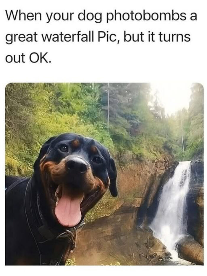 A joyful Rottweiler with its tongue out, photobombing a waterfall picture. A wholesome meme for serotonin boost.