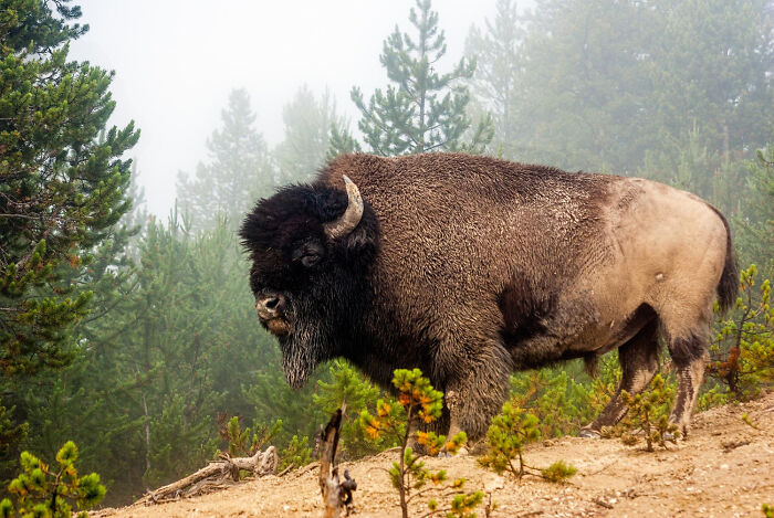 A large bison in a foggy forest, its shaggy coat wet, stands on a sandy incline. Stories unfold.