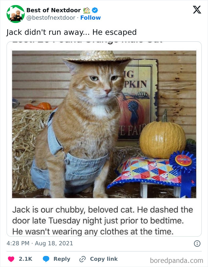 Cute cat in overalls and hat with pumpkin in funny neighborhood lost pet post