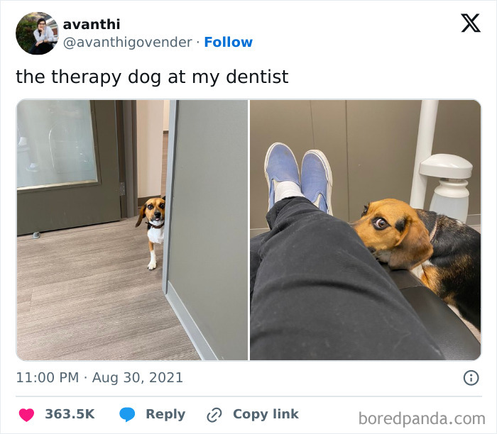A beagle therapy dog peeks from a doorway and then hides behind a person's legs, showing awesome sense of humor.
