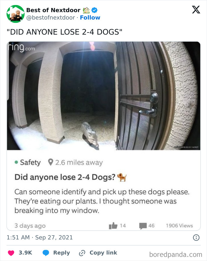 Ring camera image showing mystery dogs eating plants with neighbor alert