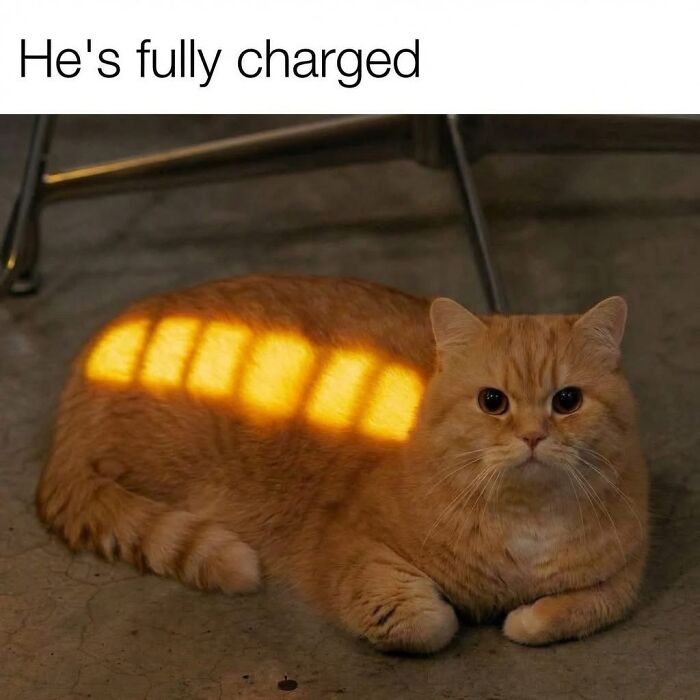Wholesome-Memes-Memeuplift