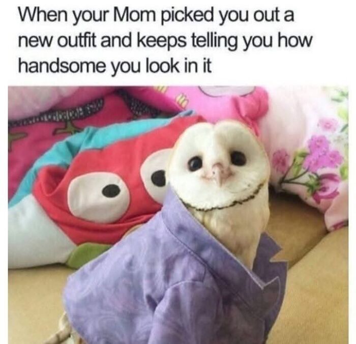 Wholesome-Memes-Memeuplift