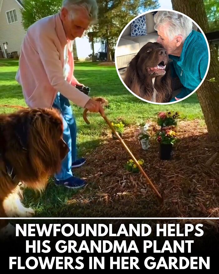 From Rescue Miracles To Emotional Reunions: 32 New Dog Stories Shared By 'We Rate Dogs'