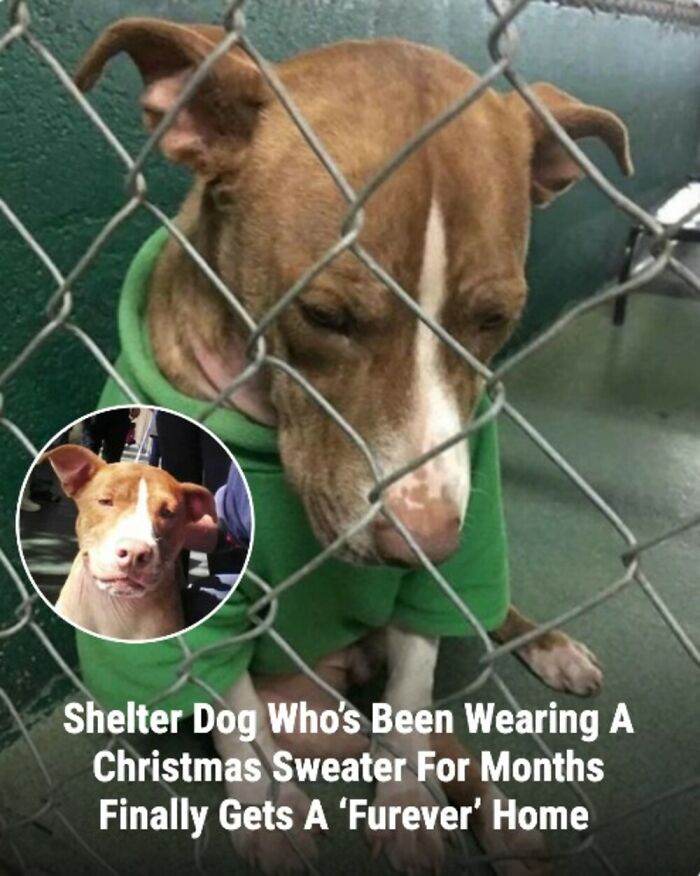 These Rescue Animal Stories From This Facebook Page Are Breaking Hearts And Restoring Faith In Humanity (31 Stories)