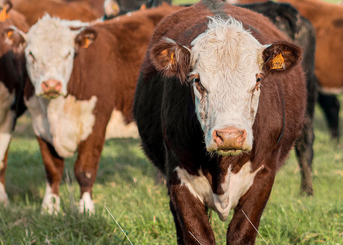 Brown and white cow walking in field minor inconvenience emergency