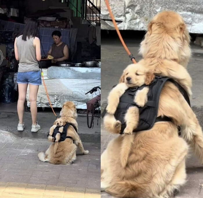 Wholesome-Memes-Memeuplift