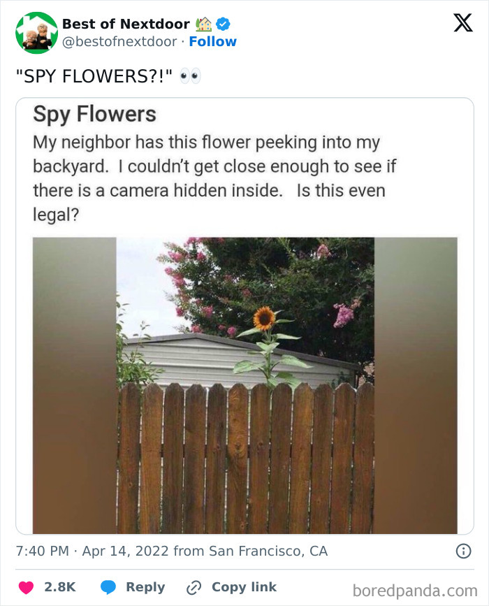 Neighbor's suspicious sunflower peeking over fence called spy flowers