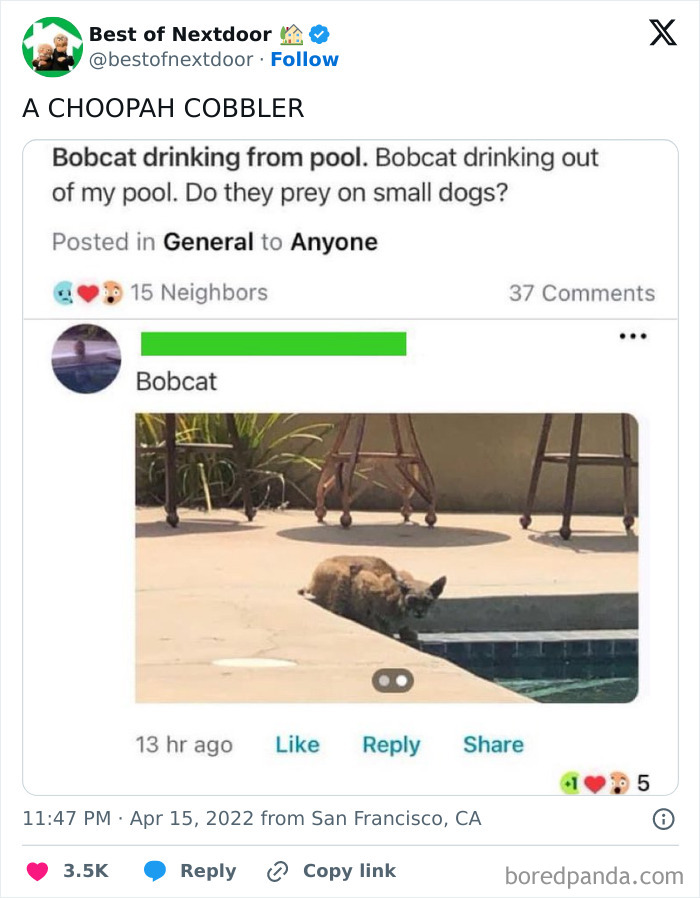 Bobcat drinking from pool caught in neighbor alert post