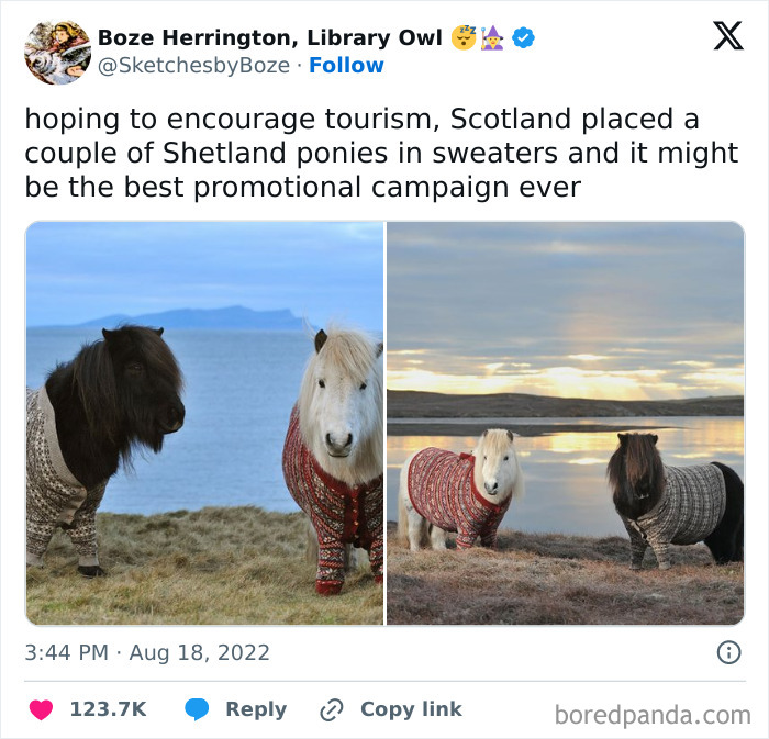 Two Shetland ponies in sweaters promoting Scotland tourism