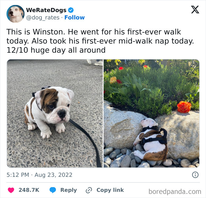 A wholesome meme of Winston, a cute bulldog puppy, on his first walk and then sleeping. Serotonin boost.