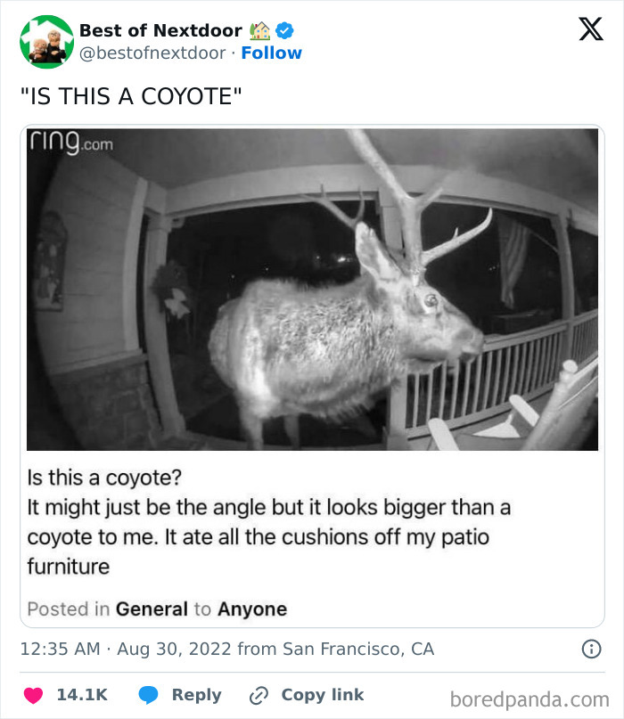 Night vision image of large animal mistaken for a coyote on porch
