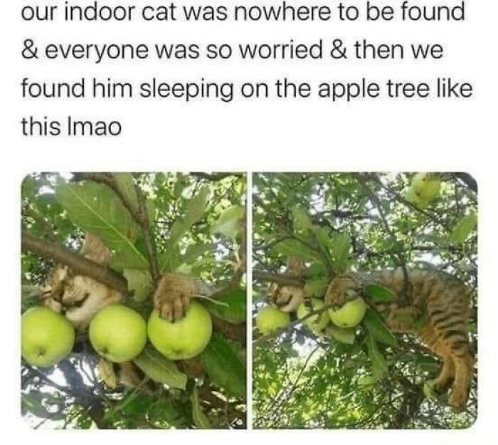 Wholesome memes: A cat napping comfortably among green apples in a tree, bringing a serotonin boost.