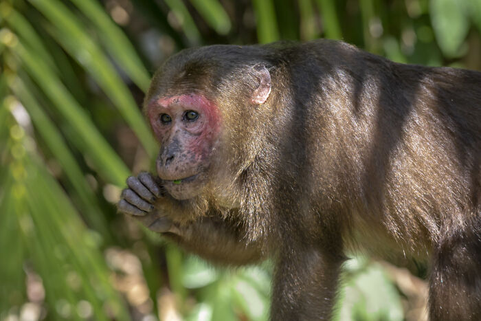 Monkey with reddish face eating in natural habitat
