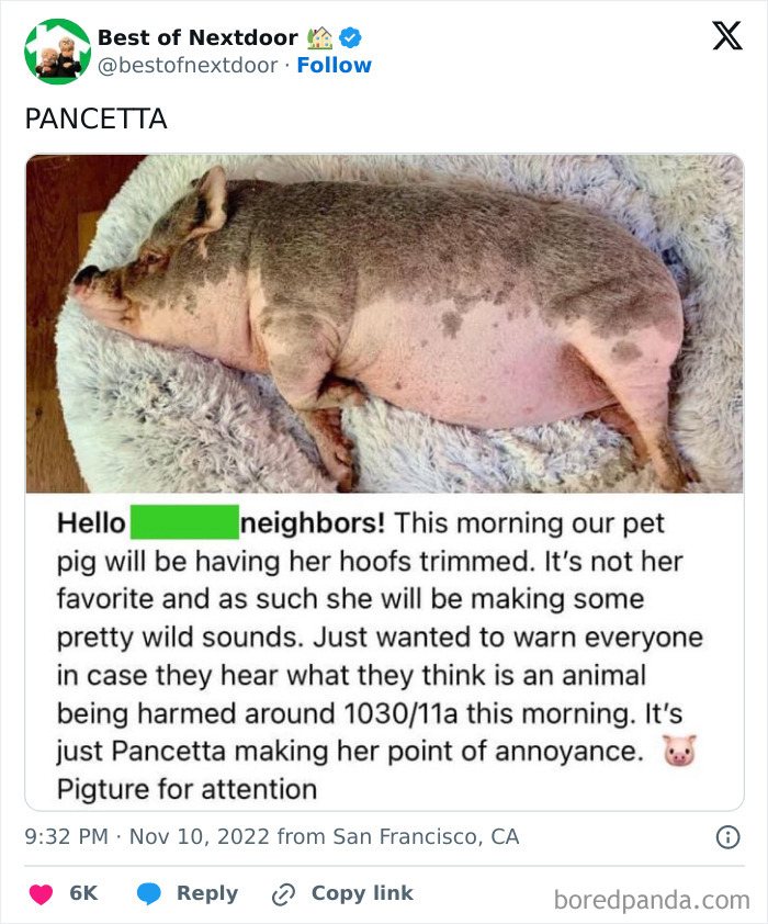 Pet pig named Pancetta resting on a soft rug shared on neighborhood social media