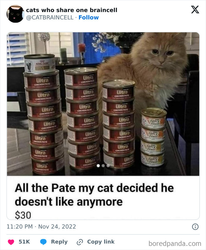 Cat sitting by stacked cans of chicken pate it no longer likes