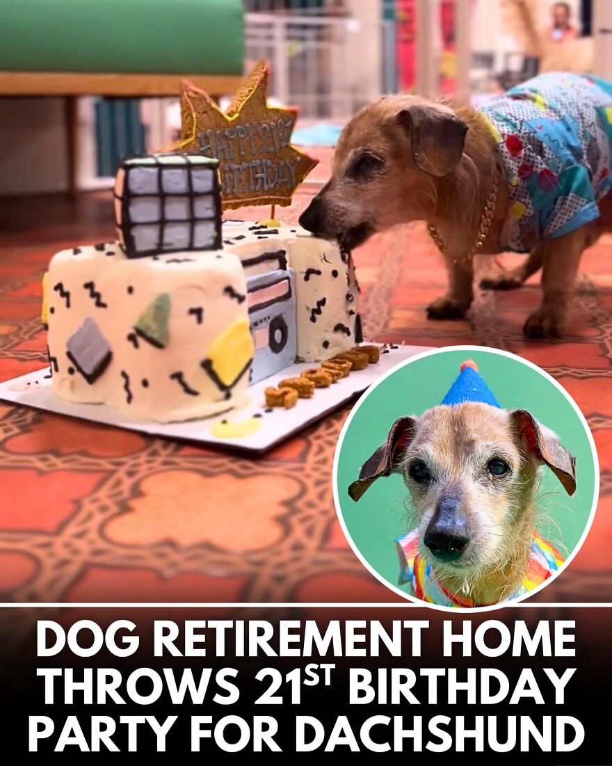 30 Heartwarming Dog Stories That Prove Kindness Still Exists In The World