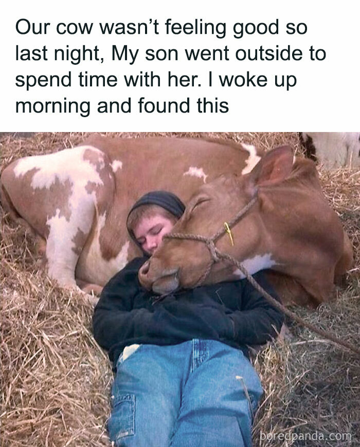 A boy sleeping next to a brown and white cow on straw, illustrating the bond with animals and vegan memes.