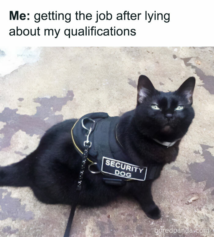 Black cat wearing security dog vest meme about lying qualifications