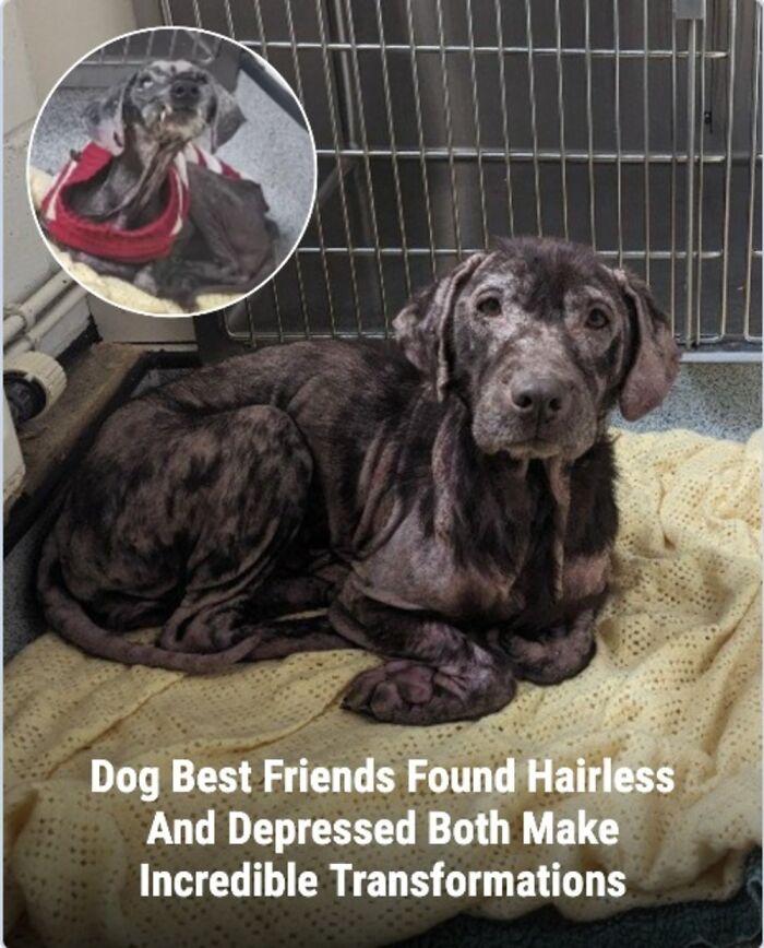 These Rescue Animal Stories From This Facebook Page Are Breaking Hearts And Restoring Faith In Humanity (31 Stories)