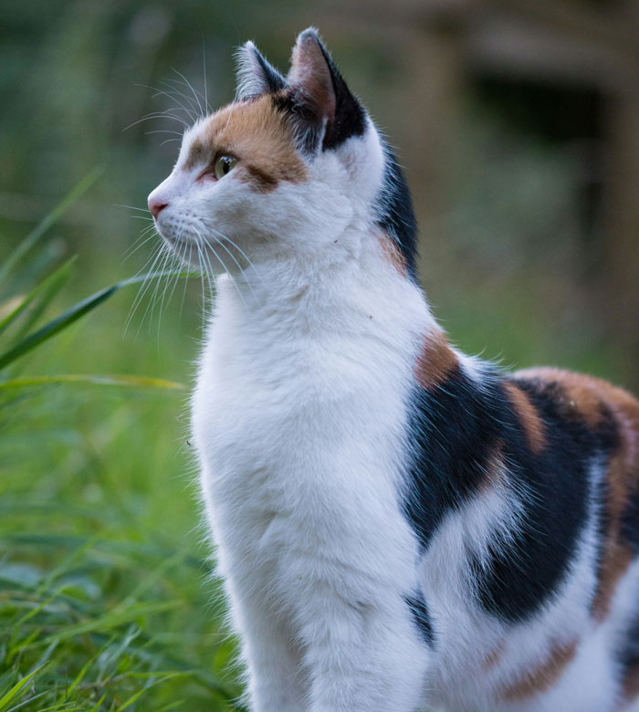 Side view of calico cat sitting outdoors with green grass background