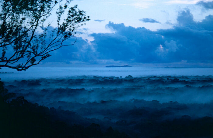 Foggy forest landscape at dusk with tree silhouettes
