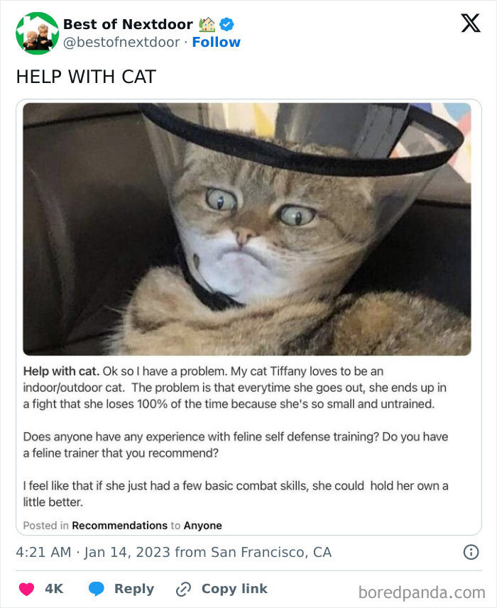 Neighbor asks for feline self defense training advice for small cat.