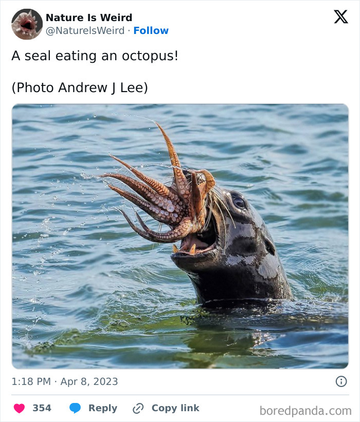 Seal eating an octopus in water nature photo