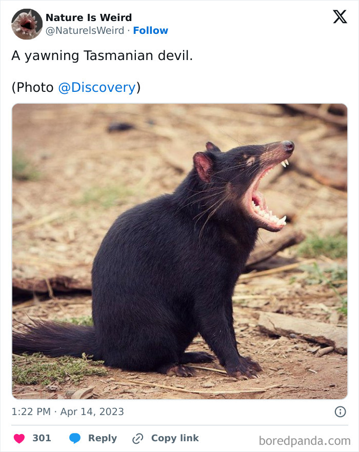 Yawning Tasmanian devil with open mouth in natural habitat