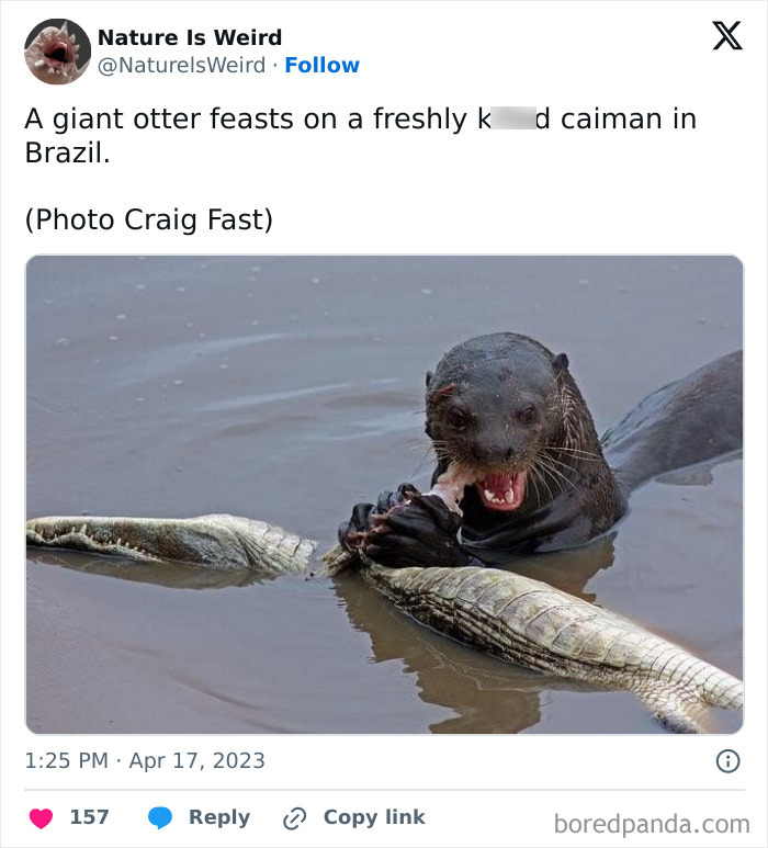 Giant otter feasting on caiman in Brazil river