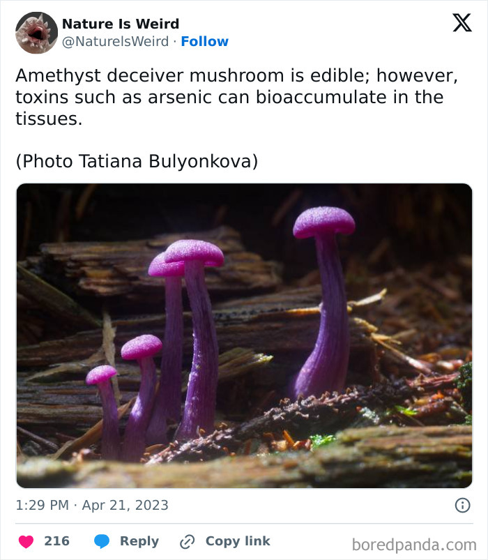 Purple amethyst deceiver mushrooms growing on forest floor