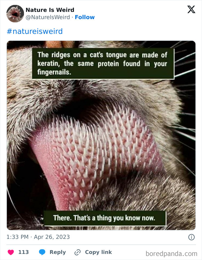 Close-up of cat's tongue showing keratin ridges texture