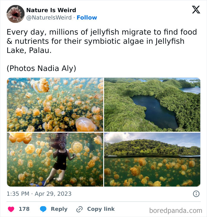 Millions of jellyfish migrating in Jellyfish Lake Palau