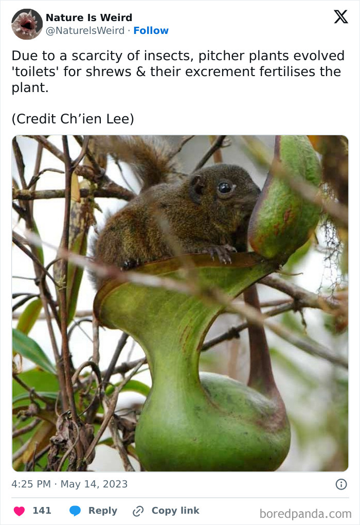 Pitcher plant evolved toilets for shrews to fertilize plant