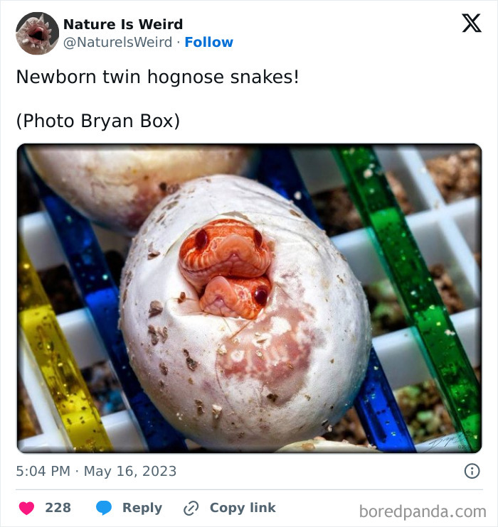 Newborn twin hognose snakes hatching from egg showing nature is weird