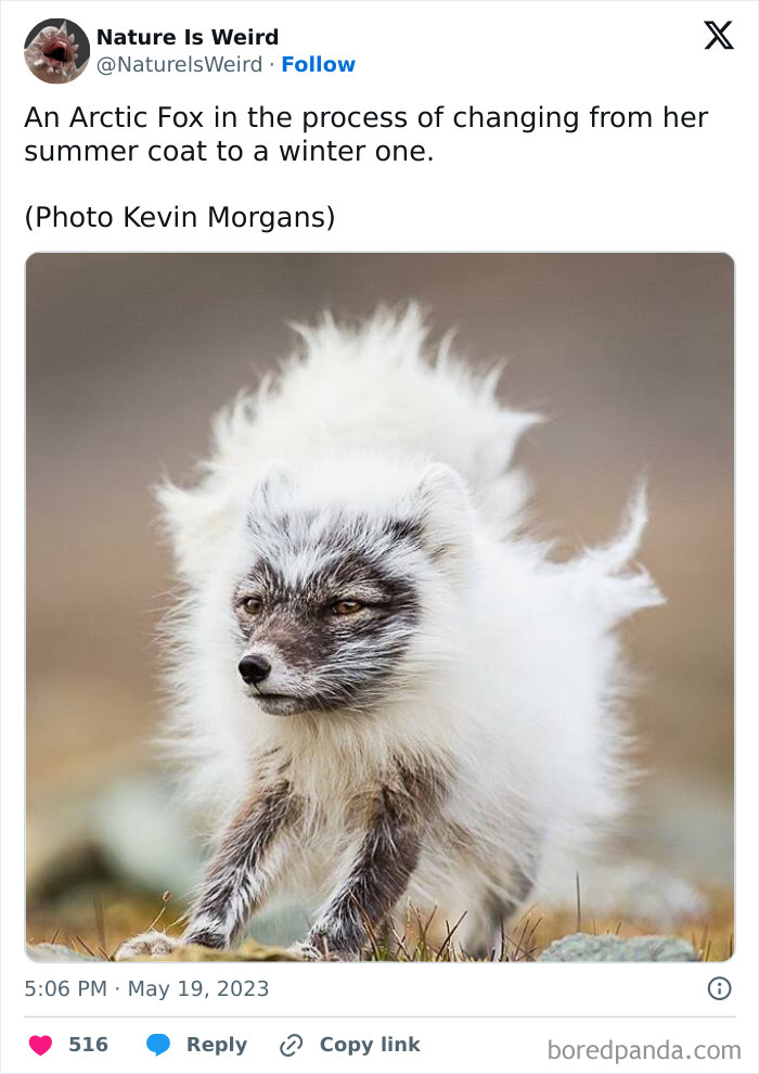 Arctic fox changing from summer to winter coat showing nature is weird