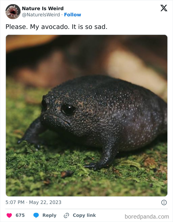 Sad looking dark amphibian called avocado frog in nature is weird image